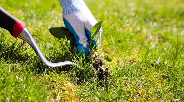Gloved hand removing a weed from the lawn