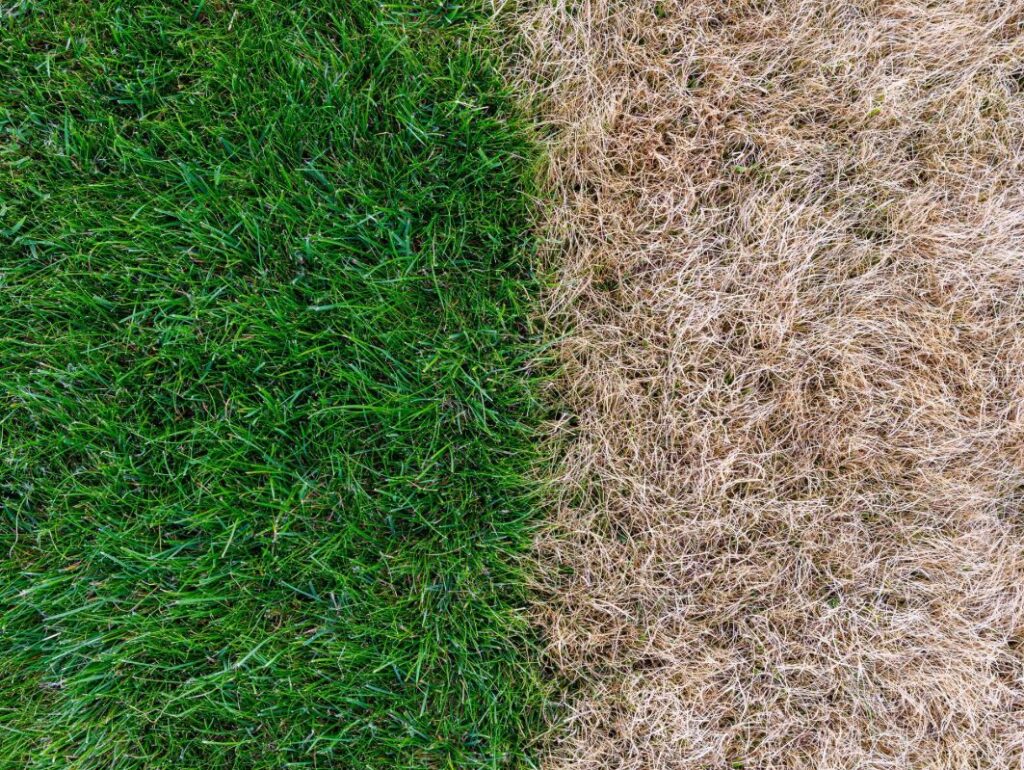 Green Bermuda grass alongside brown dormant turf