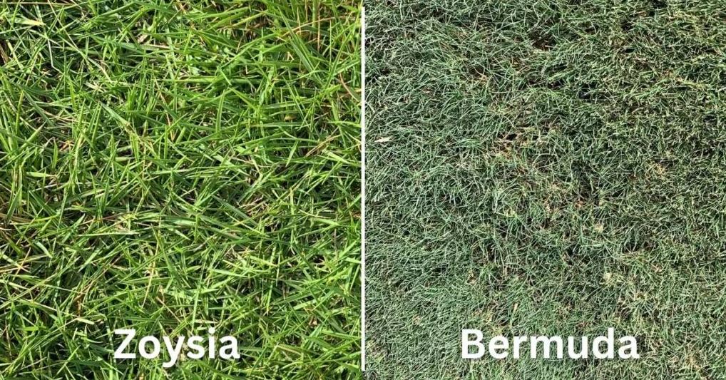 Side-by-side comparison of Zoysia and Bermuda grass